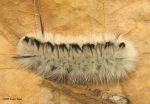hickory-tussock